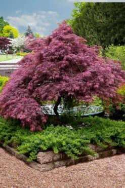 Tamukeyama Dwarf Red Japanese Maple (High Graft Tree Form)- 3 Gallon Pot -Garden Sales Store Japanese Maple Tamukeyama 11 1