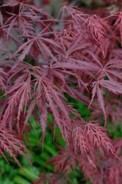 Tamukeyama Dwarf Red Japanese Maple (High Graft Tree Form)- 3 Gallon Pot -Garden Sales Store Japanese Maple Tamukeyama 13 1