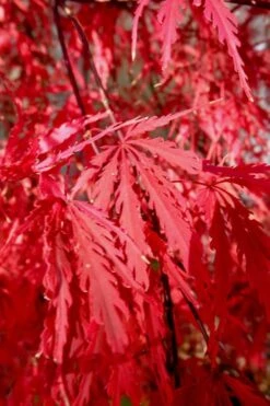 Tamukeyama Dwarf Red Japanese Maple (High Graft Tree Form)- 3 Gallon Pot -Garden Sales Store Japanese Maple Tamukeyama 14 1