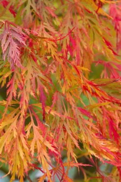 Viridis Dwarf Green Japanese Maple - 1 Gallon Pot -Garden Sales Store Japanese Maple Viridis 12