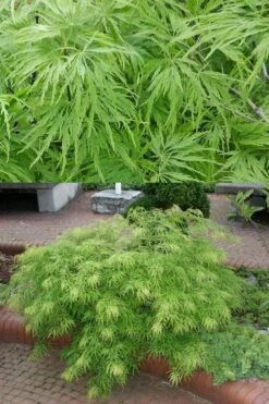 Viridis Dwarf Green Japanese Maple - 1 Gallon Pot -Garden Sales Store Japanese Maple Viridis 500x750 1