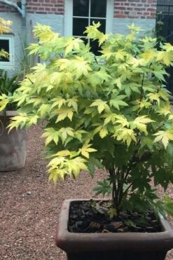 Orange Dream Japanese Maple - 1 Gallon Pot -Garden Sales Store Japanese maple orange Dream 5