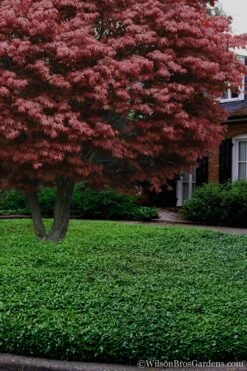 Asian Jasmine (Trachelospermum Asiaticum) - 72 Pack Of 3.5" Pint Pots 14 Asian Jasmine (Trachelospermum Asiaticum) - 72 Pack Of 3.5" Pint Pots -Garden Sales Store Jasmine Asian 21