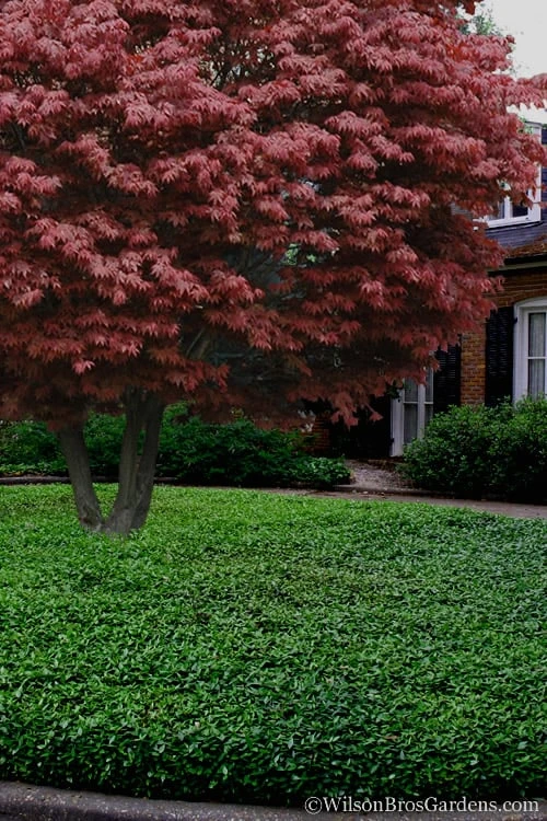 Asian Jasmine (Trachelospermum Asiaticum) - 72 Pack Of 3.5" Pint Pots 6 Asian Jasmine (Trachelospermum Asiaticum) - 72 Pack Of 3.5" Pint Pots - Image 6