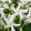 Star Jasmine Vine (Trachelospermum Jasminoides) - 3 Gallon Pot