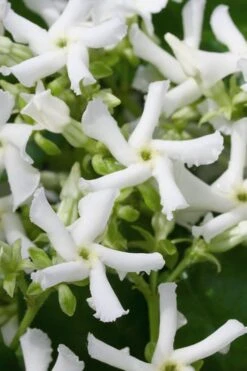 Star Jasmine Vine (Trachelospermum Jasminoides) - 3 Gallon Pot