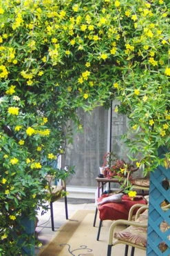 Pride Of Augusta Double Flowering Carolina Jasmine - 3 Gallon Pot -Garden Sales Store Jasmine Pride Of Augusta 2