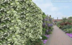 Variegated Confederate Jasmine - Trachelospermum Jasminoides - 1 Gallon Pot -Garden Sales Store Jasmine Variegated Confederate 11