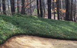 Blue Pacific Juniper - 2 Gallon Pot -Garden Sales Store Juniper Blue Pacific 1