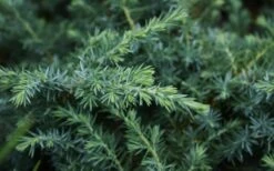 Blue Pacific Juniper - 1 Gallon Pot -Garden Sales Store Juniper Blue Pacific 12
