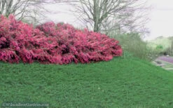 Blue Pacific Juniper - 2 Gallon Pot -Garden Sales Store Juniper Blue Pacific 16 1