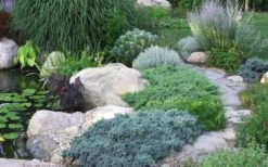 Blue Star Juniper - 3 Gallon Pot 9 Blue Star Juniper - 3 Gallon Pot -Garden Sales Store Juniper Blue Star 14