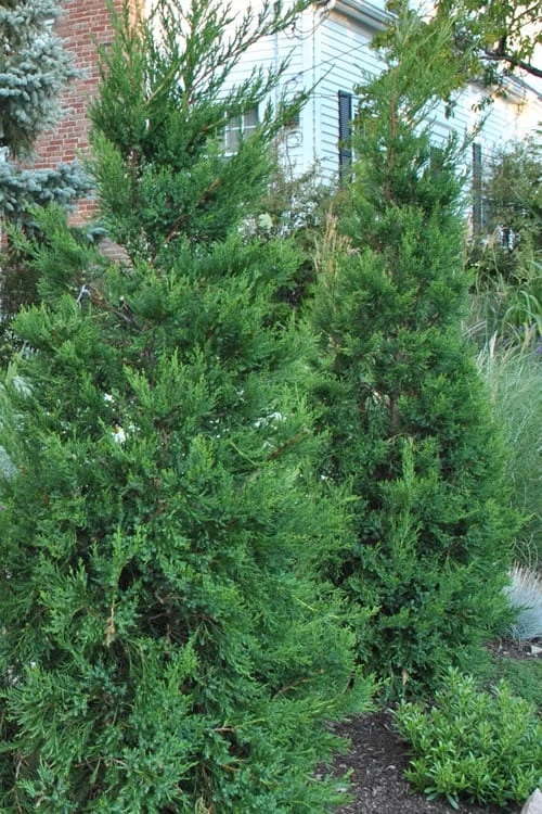 Hetzi Columnar Juniper - 7 Gallon Pot (5-6') 1 Hetzi Columnar Juniper - 7 Gallon Pot (5-6')