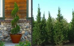 Hetzi Columnar Juniper - 7 Gallon Pot (5-6') 8 Hetzi Columnar Juniper - 7 Gallon Pot (5-6') -Garden Sales Store Juniper Hetzi Columnar Landscape 2