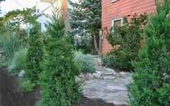 Hetzi Columnar Juniper - 7 Gallon Pot (5-6') 9 Hetzi Columnar Juniper - 7 Gallon Pot (5-6') -Garden Sales Store Juniper Hetzi Columnar Landscape