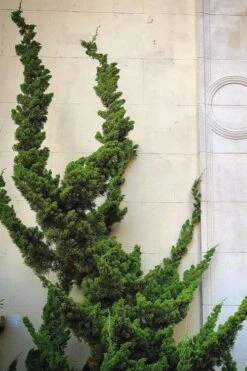 Hollywood Torulosa Juniper - 3 Gallon Pot -Garden Sales Store Juniper Hollywood 12 1