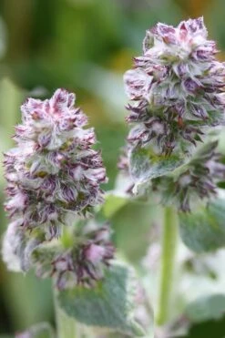 Silky Fleece Dwarf Lambs Ear (Stachys Byzantina) - 10 Pack Of Quarts Pots -Garden Sales Store Lambs Ear Silky Fleece 5