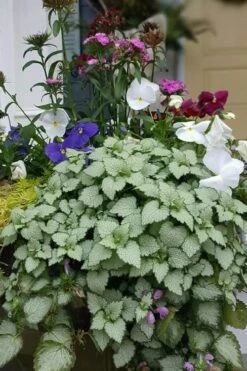 Beacon Silver Lamium - 5 Pack Of Pint Pots -Garden Sales Store Lamium Beacons Silver 2