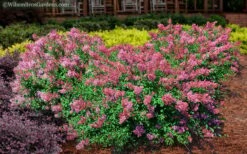 Bloomerang Dwarf Pink Lilac - 5 Pack Of Quart Pots -Garden Sales Store Lilac Bloomerang Dwarf Pink 2
