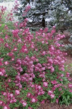 Red Pixie Lilac - Syringa Hybrid - 1 Gallon Pot -Garden Sales Store Lilac Red Pixie 1