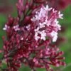 Red Pixie Lilac - Syringa Hybrid - 1 Gallon Pot
