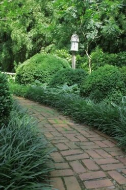 Emerald Goddess Liriope (Lilyturf) - 1 Gallon Pot -Garden Sales Store Liriope Emerald Goddess 2