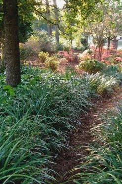 Emerald Goddess Liriope (Lilyturf) - 1 Gallon Pot -Garden Sales Store Liriope Emerald Goddess 500x750 1