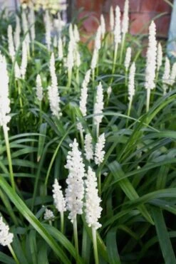 Monroe's White Liriope - Lilyturf - 3 Pack Of Pint Pots -Garden Sales Store Liriope Monroes White 500x750 1