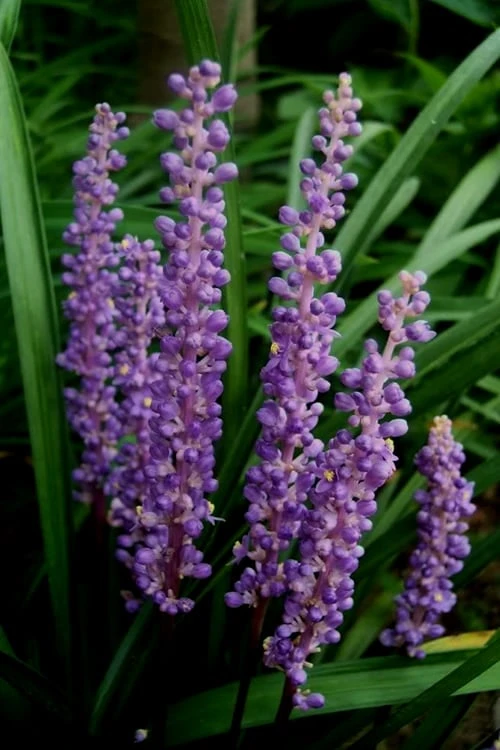 Royal Purple Liriope (Lilyturf) - 1 Gallon Pot 1 Royal Purple Liriope (Lilyturf) - 1 Gallon Pot