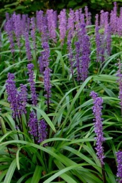 Royal Purple Liriope (Lilyturf) - 1 Gallon Pot 11 Royal Purple Liriope (Lilyturf) - 1 Gallon Pot -Garden Sales Store Liriope Royal Purple 500x750 1