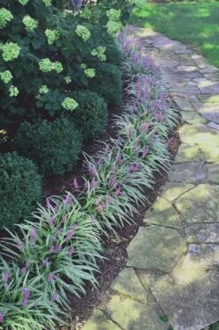 Silvery Sunproof Variegated Liriope - Lilyturf - 10 Pack Of Pint Pots -Garden Sales Store Liriope Silvery Sunproof 15