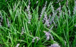 Creeping Lilyturf - Liriope Spicata - 3 Pack Of Pint Pots -Garden Sales Store Liriope Spicata 50
