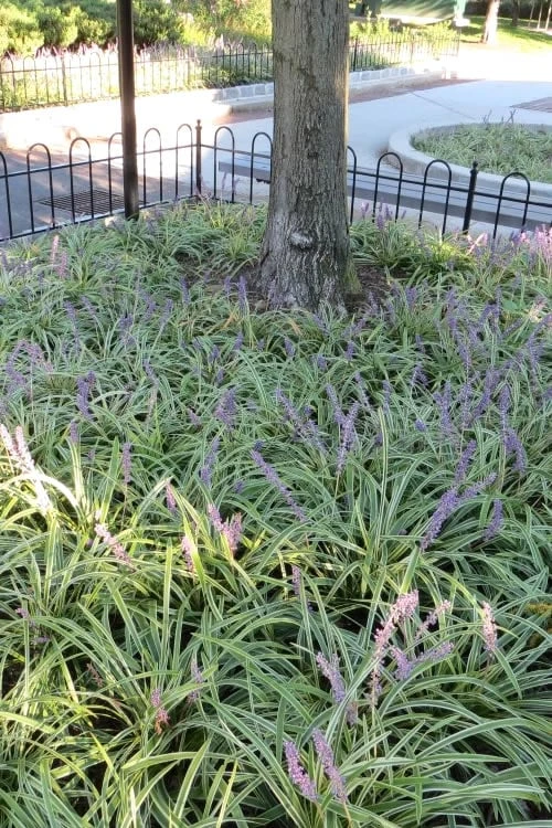 Variegated Liriope - Monkey Grass / Lilyturf - 6 Pack Of Pint Pots 6 Variegated Liriope - Monkey Grass / Lilyturf - 6 Pack Of Pint Pots - Image 6