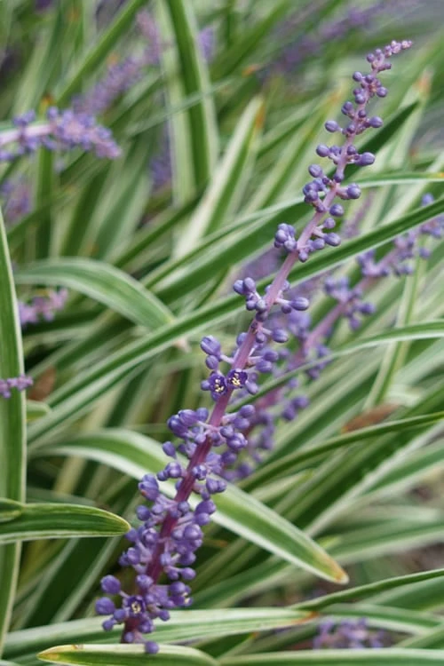Variegated Liriope - Monkey Grass / Lilyturf - 6 Pack Of Pint Pots 8 Variegated Liriope - Monkey Grass / Lilyturf - 6 Pack Of Pint Pots - Image 8