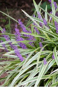 Variegated Liriope - Monkey Grass / Lilyturf - 6 Pack Of Pint Pots 11 Variegated Liriope - Monkey Grass / Lilyturf - 6 Pack Of Pint Pots -Garden Sales Store Liriope Variegated 15
