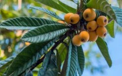 Loquat Tree (Eriobotrya Japonica) - 7 Gallon Pot (6-7') -Garden Sales Store Loquat 12