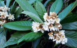 Loquat Tree (Eriobotrya Japonica) - 7 Gallon Pot (6-7') -Garden Sales Store Loquat Tree Flowers