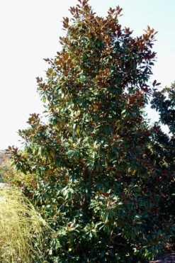 Kay Parris Southern Magnolia - 3 Gallon Pot -Garden Sales Store Magnolia Kay Parris 2