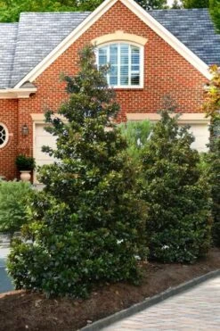 Kay Parris Southern Magnolia - 3 Gallon Pot -Garden Sales Store Magnolia Kay Parris 4
