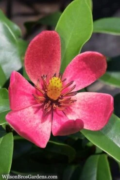 Stellar Ruby Magnolia Single Trunk Tree (Banana Shrub Hybrid) - 7 Gallon Pot (3-4') -Garden Sales Store Magnolia Stellar Ruby 5