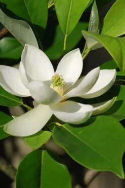 Southern Sweetbay Swamp Magnolia (M.v.australis) - 5 Gallon Pot 13 Southern Sweetbay Swamp Magnolia (M.v.australis) - 5 Gallon Pot -Garden Sales Store Magnolia Sweet Bay 10