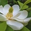 Southern Sweetbay Swamp Magnolia (M.v.australis) - 5 Gallon Pot