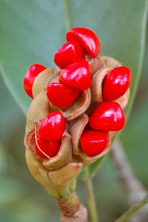 Southern Sweet Bay Swamp Magnolia (M.v. Australis) - 7 Gallon Pot (5-6') 6 Southern Sweet Bay Swamp Magnolia (M.v. Australis) - 7 Gallon Pot (5-6') - Image 6