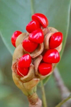 Southern Sweetbay Swamp Magnolia (M.v.australis) - 5 Gallon Pot 12 Southern Sweetbay Swamp Magnolia (M.v.australis) - 5 Gallon Pot -Garden Sales Store Magnolia Sweet Bay 14