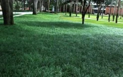 Tall Mondo Grass - 54 Count Flat Of Pint Pots -Garden Sales Store Mondo Grass 21 1