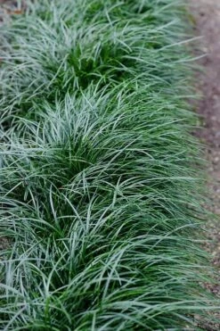 Tall Mondo Grass - 54 Count Flat Of Pint Pots -Garden Sales Store Mondo Grass Black 23 1