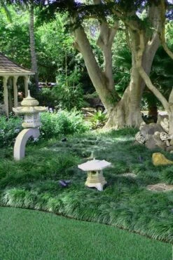 Tall Mondo Grass - 54 Count Flat Of Pint Pots -Garden Sales Store Mondo Grass Black 25 1