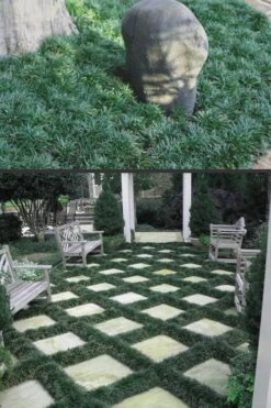 Dwarf Mondo Grass - 36 Pack Of 3.5" Pint Pots -Garden Sales Store Mondo Grass Dwarf Rev 500x750 1