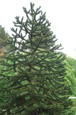 Monkey Puzzle Tree - Araucaria Auracana - 2.5 Quart Pot 9 Monkey Puzzle Tree - Araucaria Auracana - 2.5 Quart Pot -Garden Sales Store Monkey Puzzle Tree 2