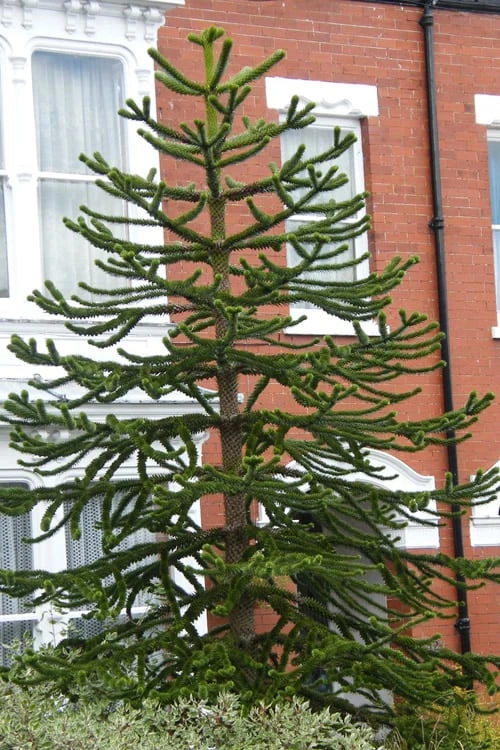 Monkey Puzzle Tree - Araucaria Auracana - 2.5 Quart Pot 4 Monkey Puzzle Tree - Araucaria Auracana - 2.5 Quart Pot - Image 4